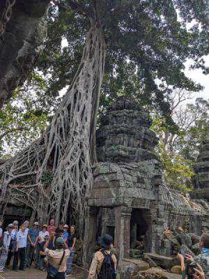 A tree growing at the tomb raider temple