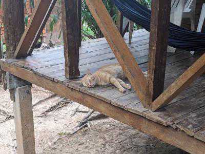 A local cat demonstrating a typical afternoon